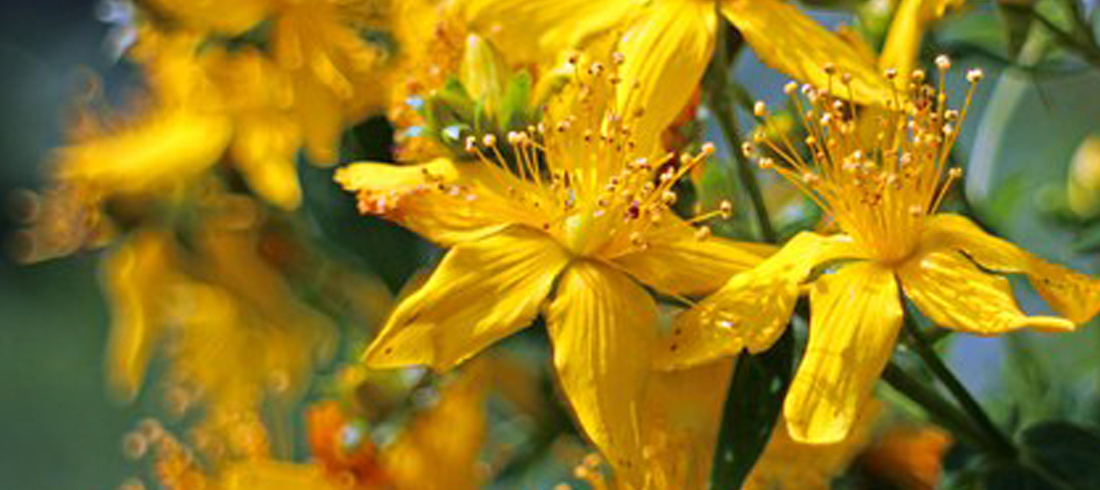 Phytotherapie/Pflanzenheilkunde